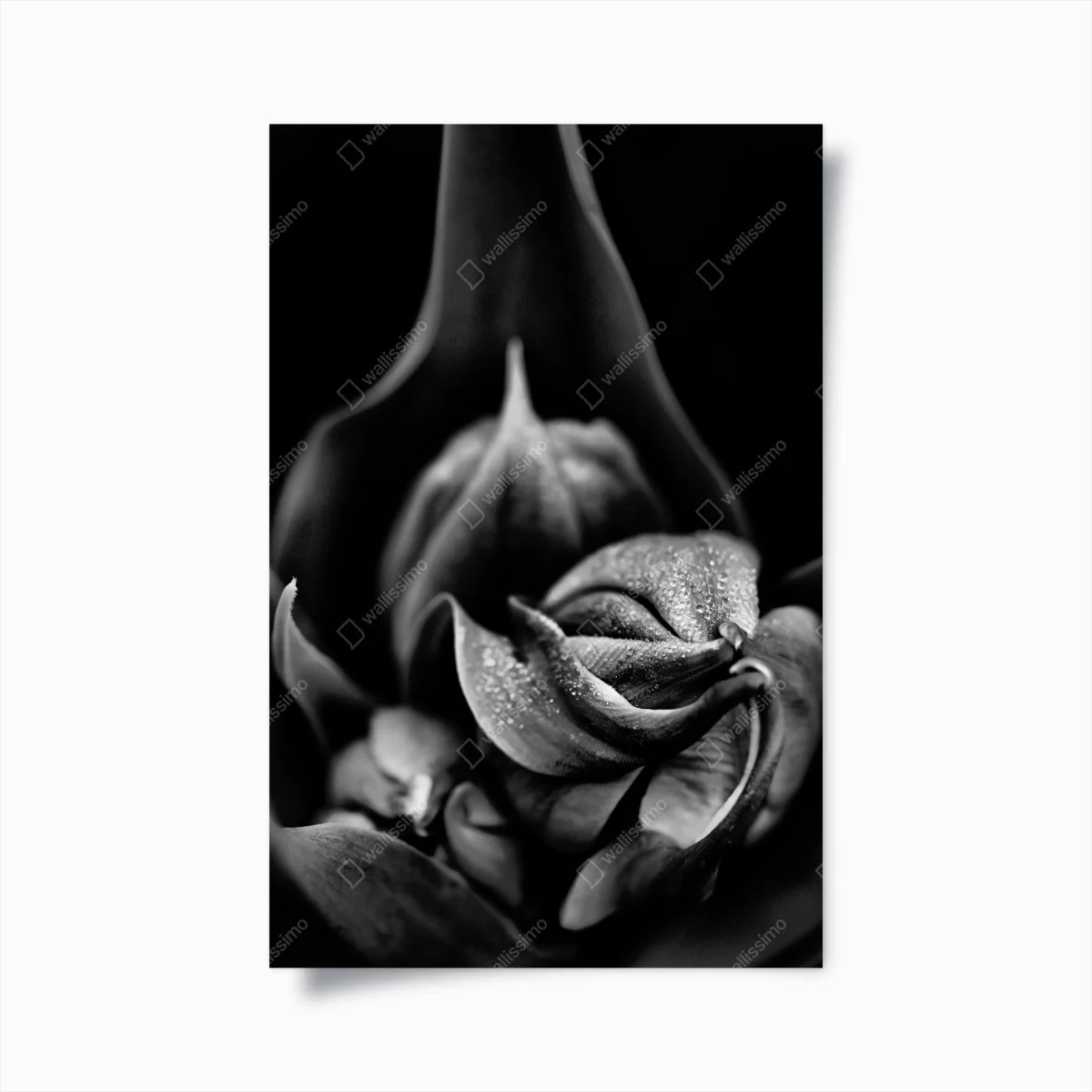 Poster élégance florale en noir et blanc – Wallnifity® Poster élégance florale en noir et blanc – Wallnifity®