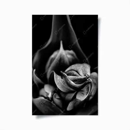 Poster élégance florale en noir et blanc – Wallnifity®