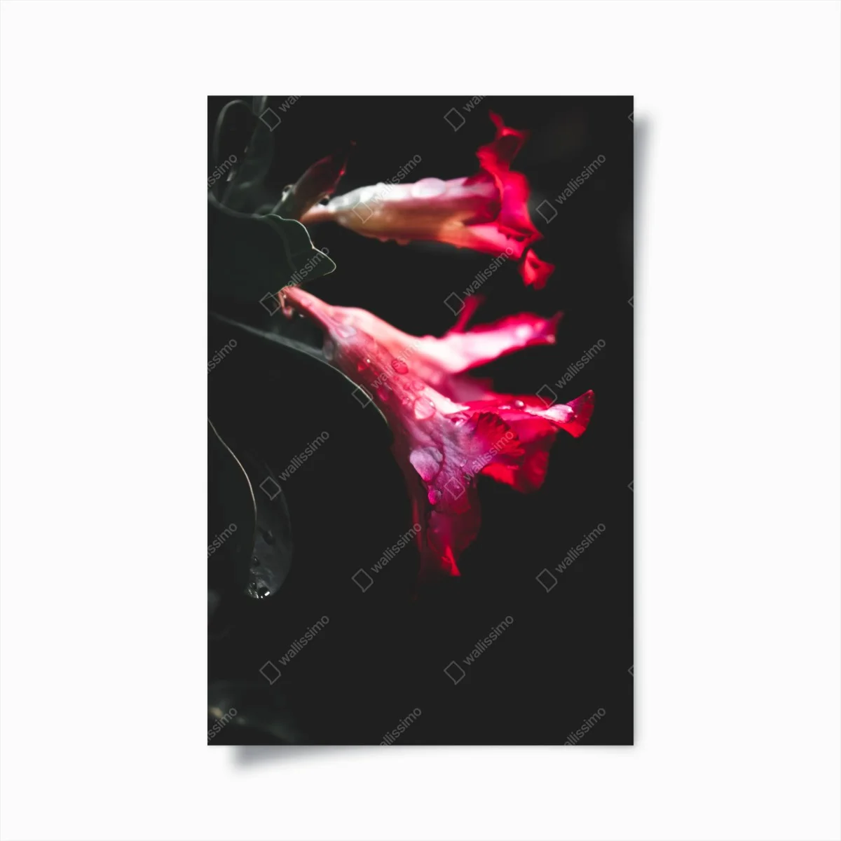 Poster fleurs rouges en clair-obscur – Wallnifity® Poster fleurs rouges en clair-obscur – Wallnifity®