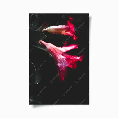 Poster fleurs rouges en clair-obscur – Wallnifity®