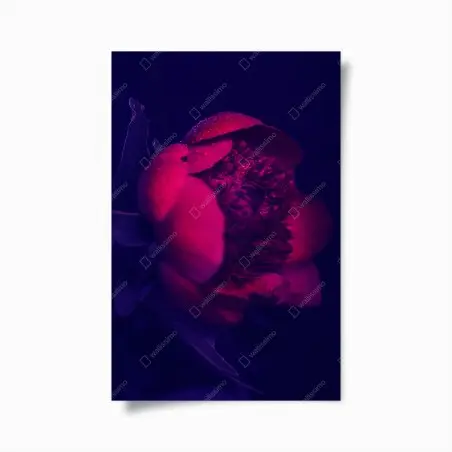 Poster pivoine fuchsia en gros plan sur fond sombre – Wallnifity®