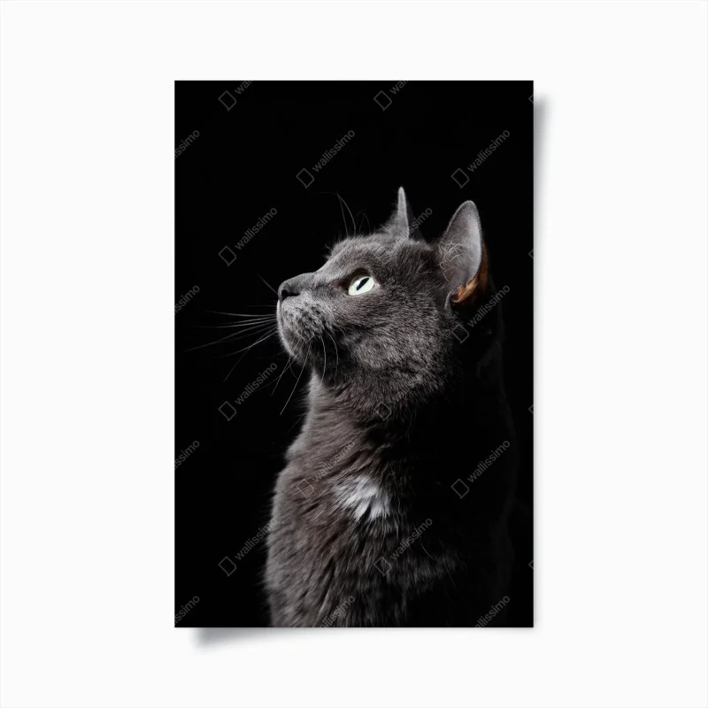 Animaux domestiques – Wallnifity®