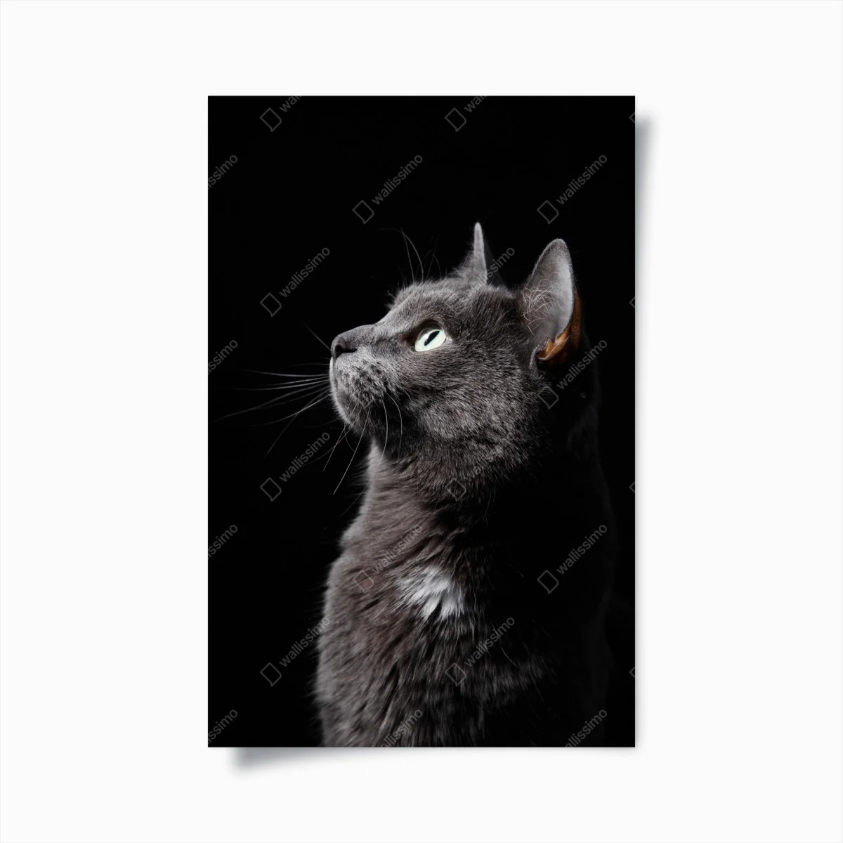 Poster profil élégant du chat gris aux yeux verts – Wallnifity® Poster profil élégant du chat gris aux yeux verts – Wallnifity®