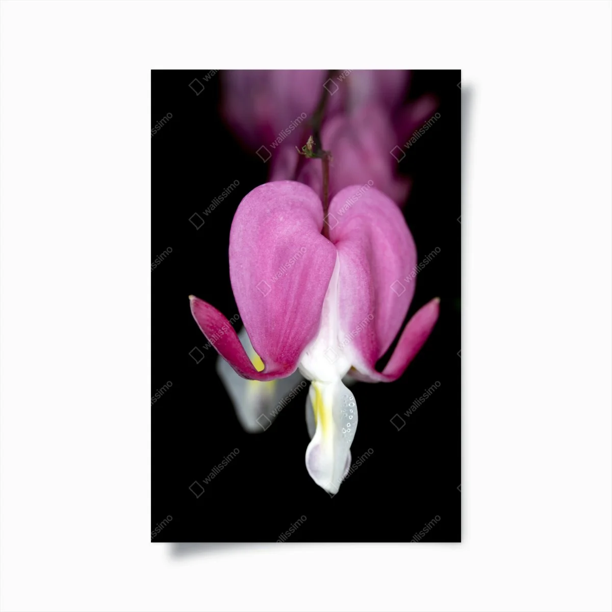 Poster fleur cœur-de-marie en gros plan – Wallnifity® Poster fleur cœur-de-marie en gros plan – Wallnifity®