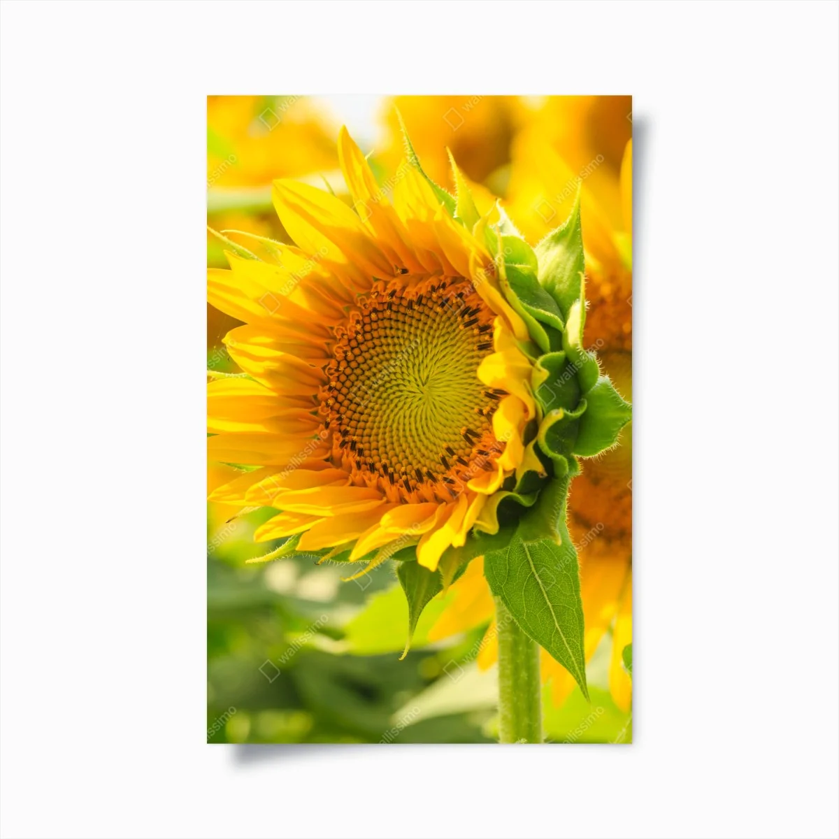 Poster gros plan de tournesol lumineux – Wallnifity® Poster gros plan de tournesol lumineux – Wallnifity®