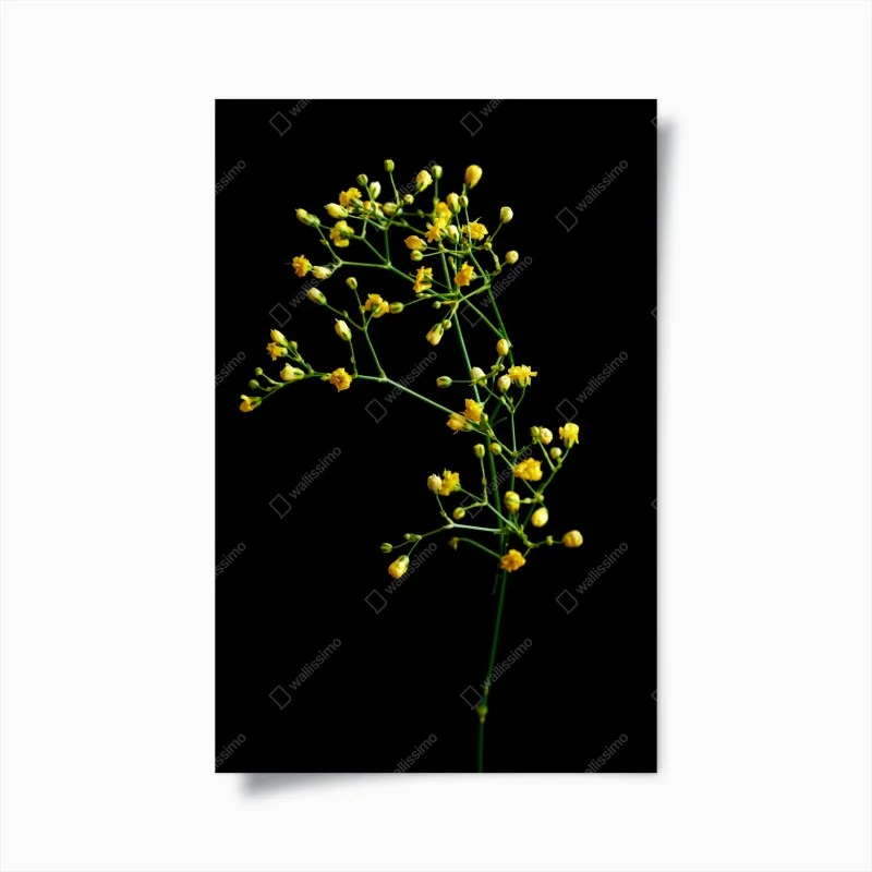 Chambre – Wallnifity®
