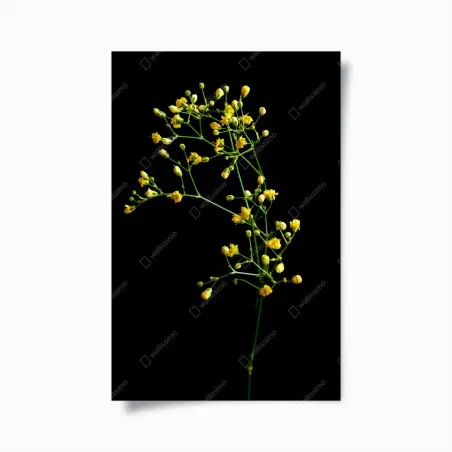 Poster branche de gypsophile jaune sur fond noir – Wallnifity®