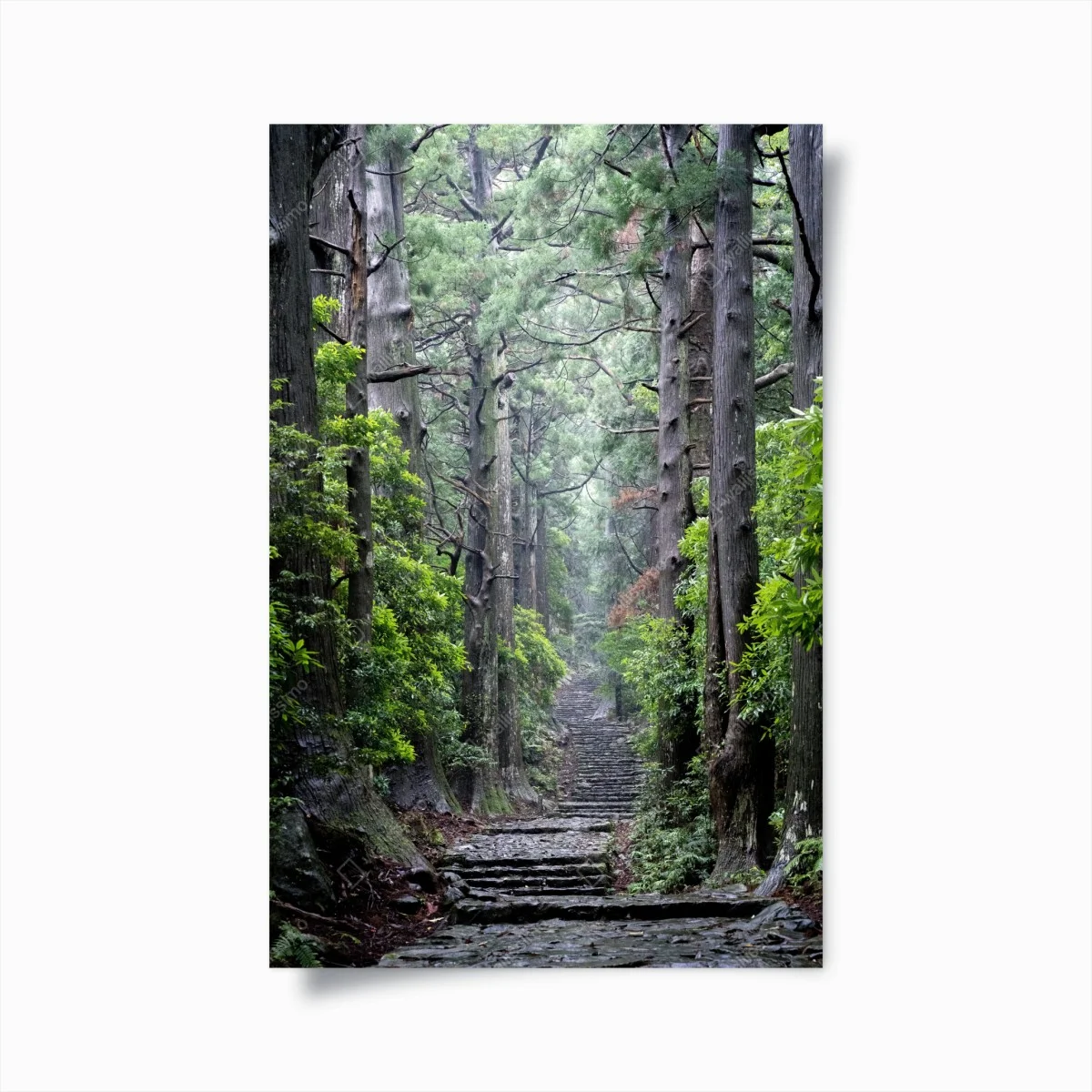Poster allée de cèdres et sentier pierreux – Wallnifity® Poster allée de cèdres et sentier pierreux – Wallnifity®