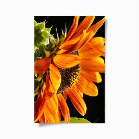 Poster gros plan de tournesol orange – Wallnifity®