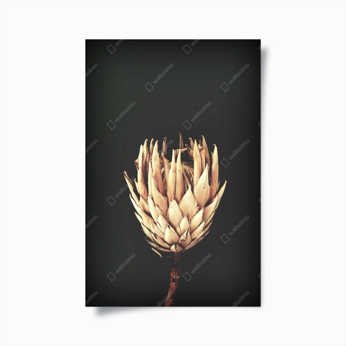 Poster fleur séchée minimaliste sur fond sombre – Wallnifity® Poster fleur séchée minimaliste sur fond sombre – Wallnifity®