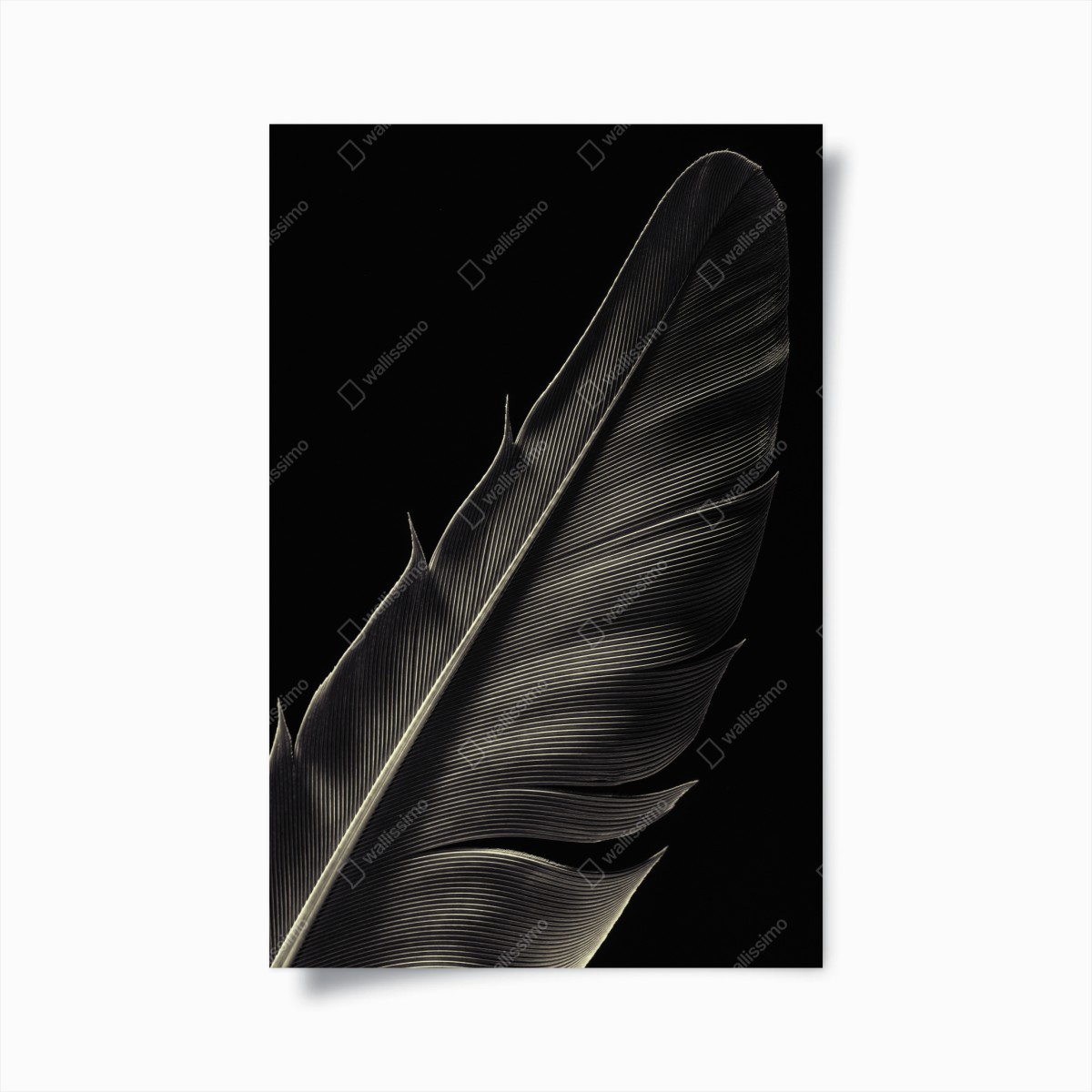 Poster plume délicate en noir et blanc – Wallnifity®