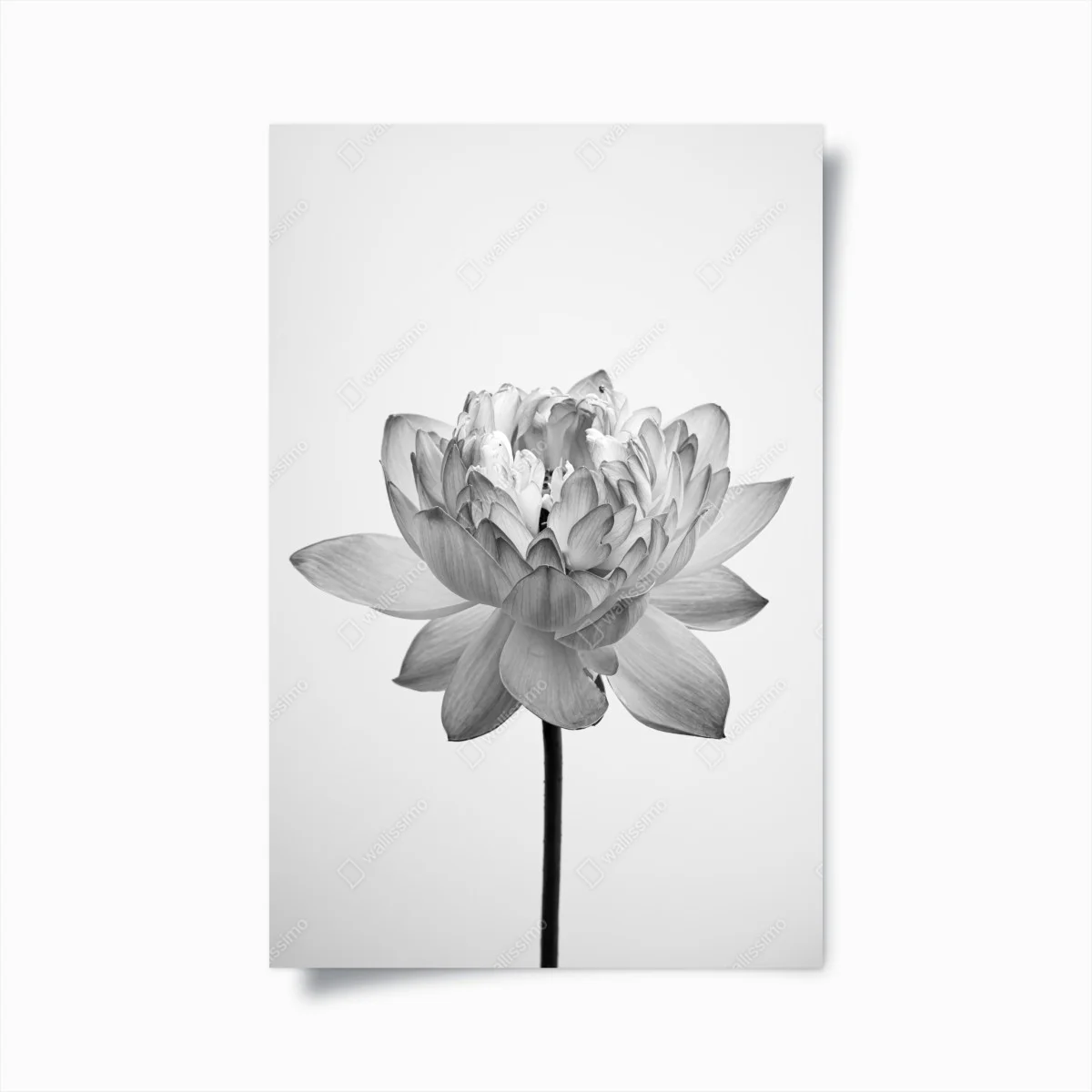 Poster fleur de lotus monochrome élégante – Wallnifity® Poster fleur de lotus monochrome élégante – Wallnifity®