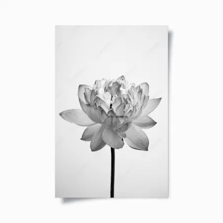 Poster fleur de lotus monochrome élégante – Wallnifity®