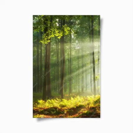 Poster matin d'automne en forêt ancienne – Wallnifity®