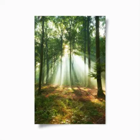 Poster lumière matinale dans la forêt – Wallnifity®