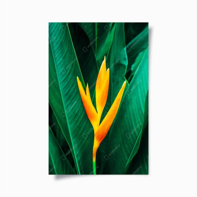 Jungle – Wallnifity®