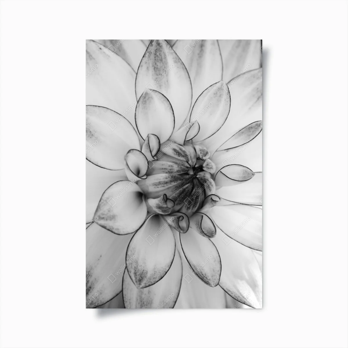 Poster éclosion florale en noir et blanc – Wallnifity® Poster éclosion florale en noir et blanc – Wallnifity®