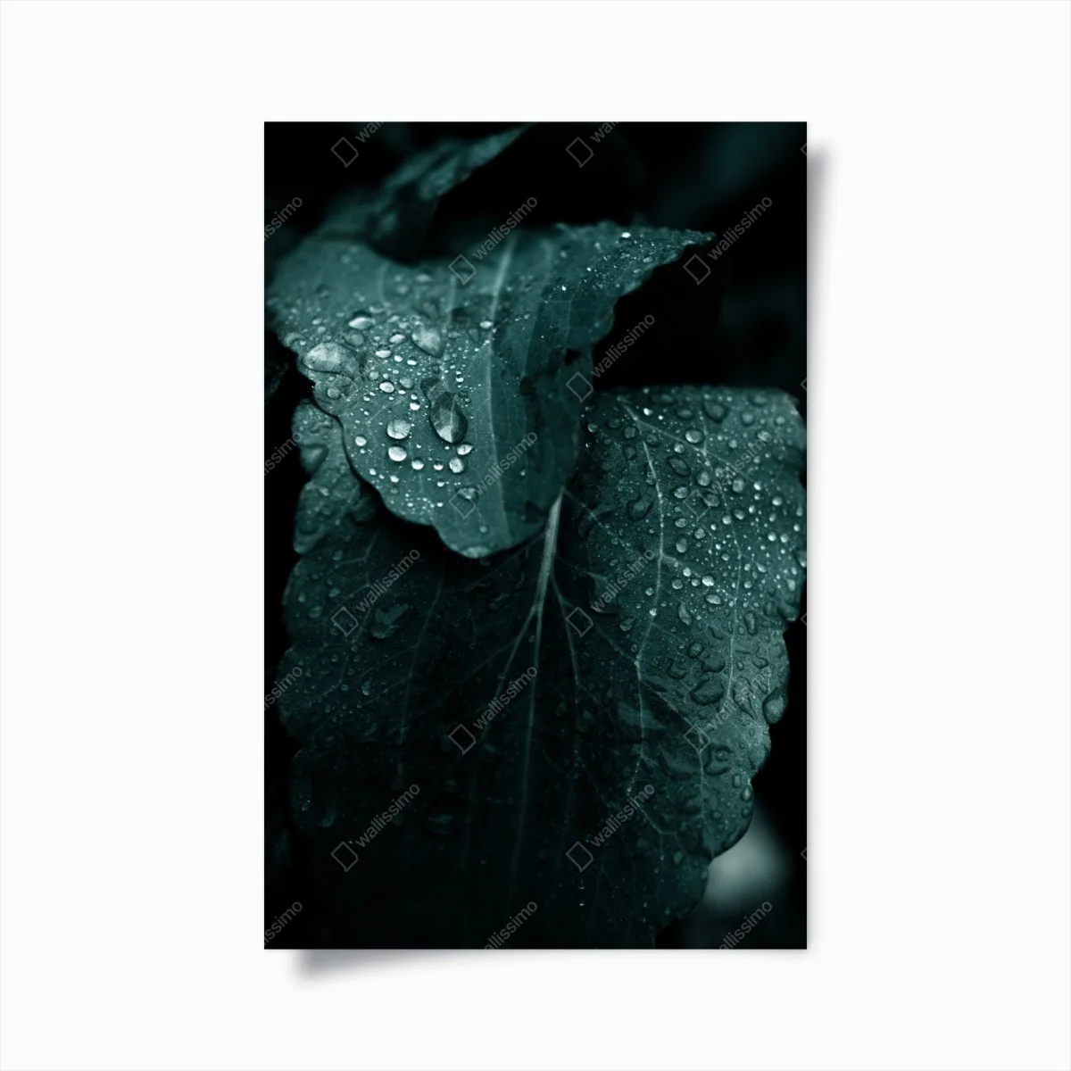 Poster feuilles perlées de rosée – Wallnifity® Poster feuilles perlées de rosée – Wallnifity®