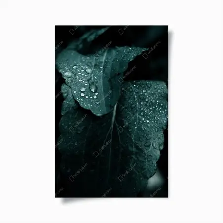 Poster feuilles perlées de rosée – Wallnifity®