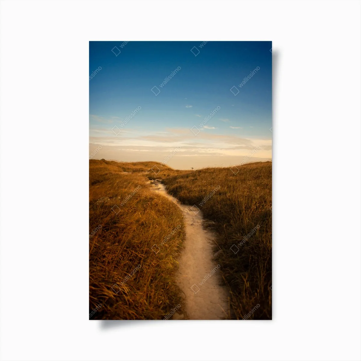 Poster chemin de dunes aux tons dorés – Wallnifity® Poster chemin de dunes aux tons dorés – Wallnifity®