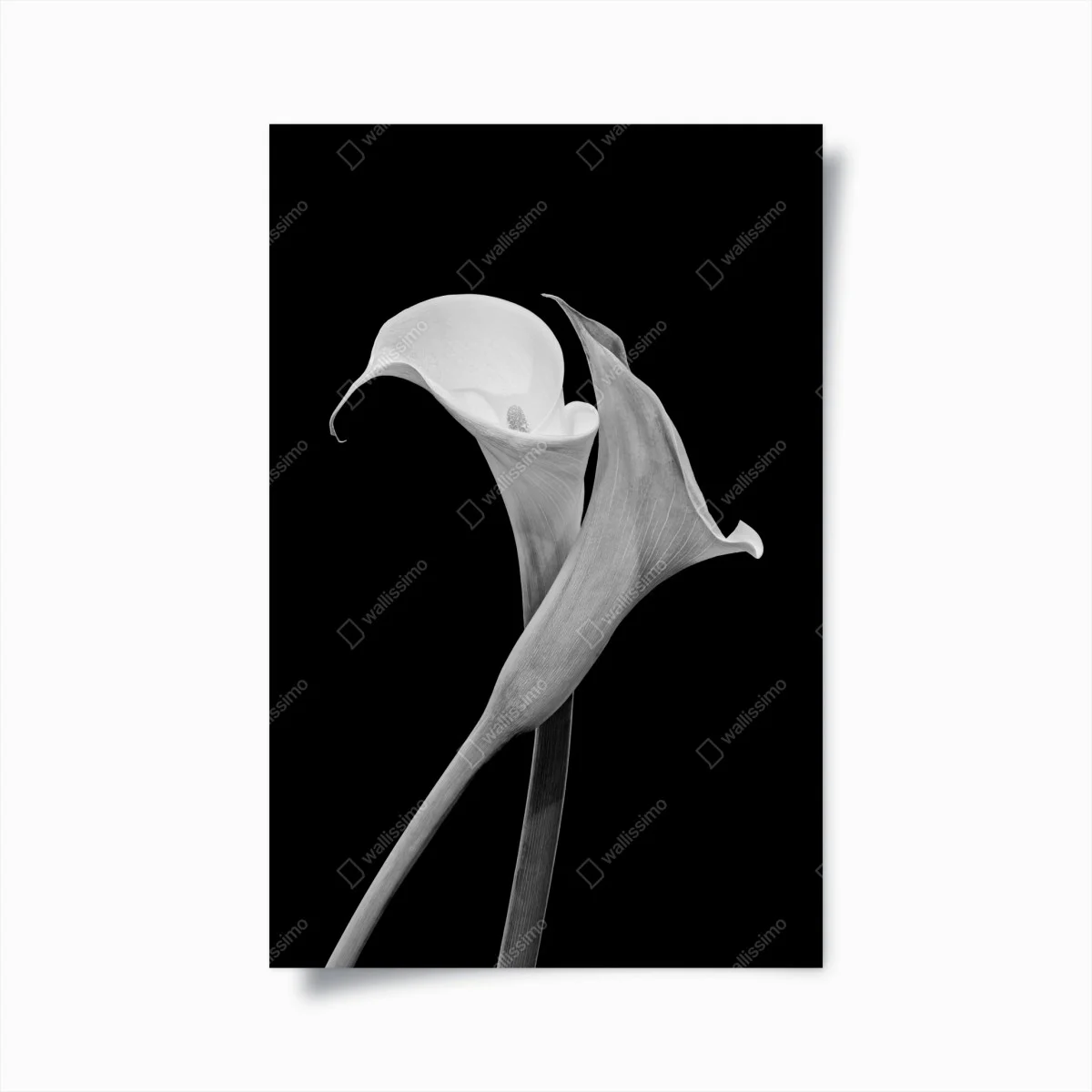 Poster duo d'arums en noir et blanc – Wallnifity® Poster duo d'arums en noir et blanc – Wallnifity®