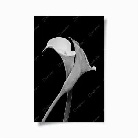 Poster duo d'arums en noir et blanc – Wallnifity®