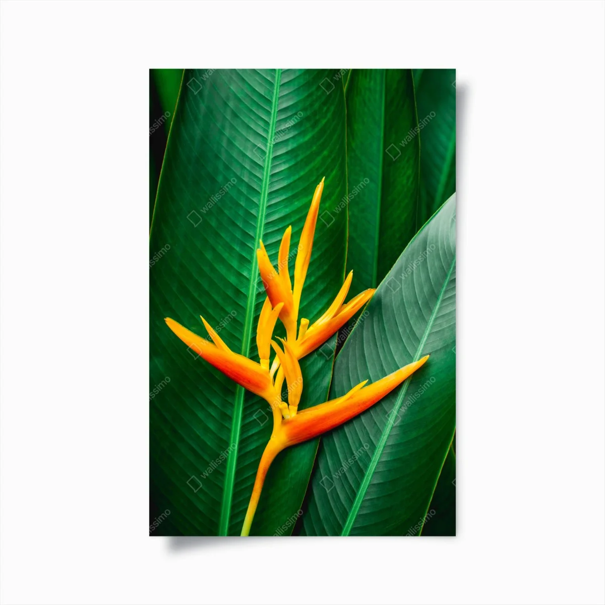 Poster fleur tropicale oiseau de paradis sur feuillage vert – Wallnifity® Poster fleur tropicale oiseau de paradis sur feuillage vert – Wallnifity®