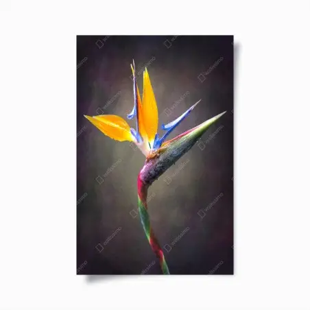Poster strelitzia éclatante sur fond texturé – Wallnifity®