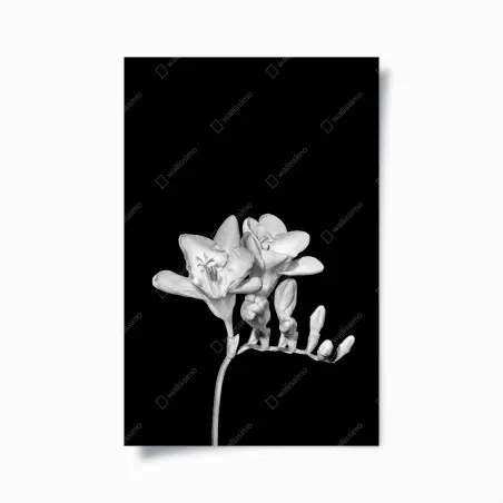 Poster freesia minimaliste en noir et blanc – Wallnifity®