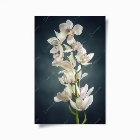 Poster orchidée blanche élégante sur fond sombre – Wallnifity®