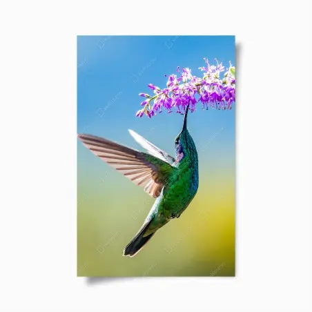 Poster colibri émeraude en vol près d'une fleur violette – Wallnifity®