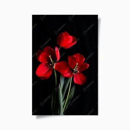 Poster bouquet de tulipes rouges sur fond noir – Wallnifity®