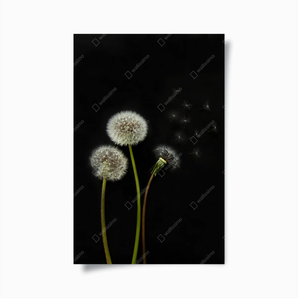 Poster sérénité de pissenlits sur fond noir – Wallnifity® Poster sérénité de pissenlits sur fond noir – Wallnifity®
