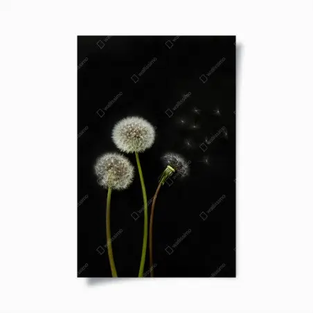 Poster sérénité de pissenlits sur fond noir – Wallnifity®