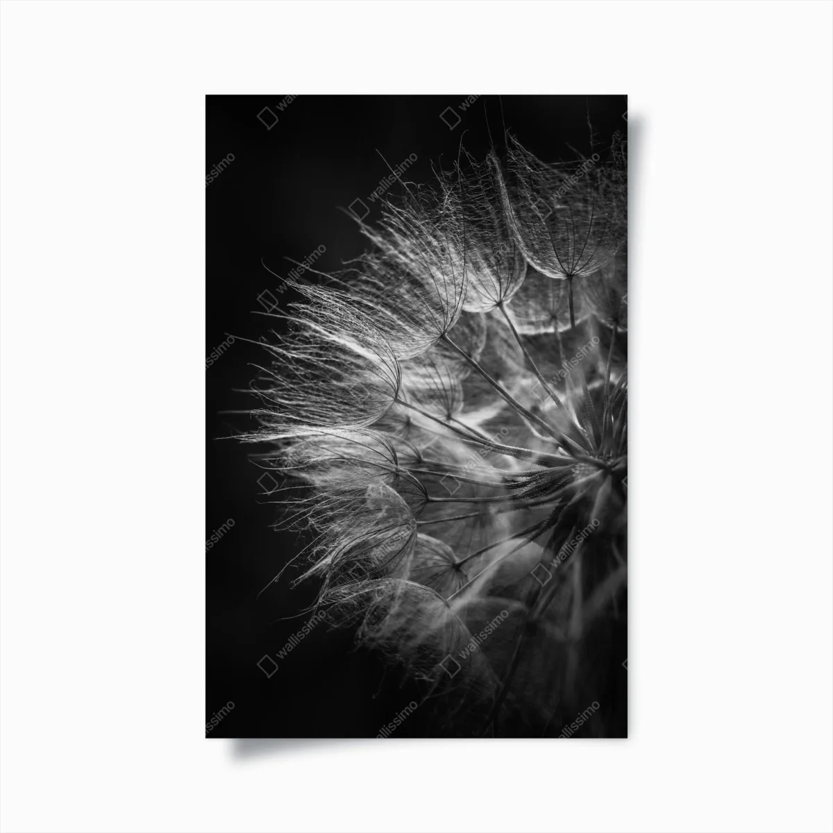 Poster souffle de pissenlit en noir et blanc – Wallnifity® Poster souffle de pissenlit en noir et blanc – Wallnifity®