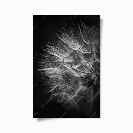 Poster souffle de pissenlit en noir et blanc – Wallnifity®