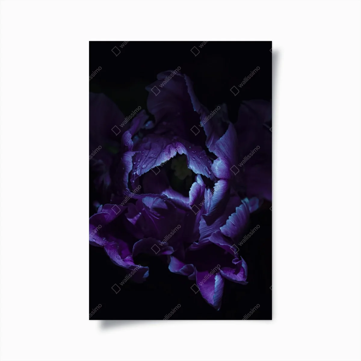 Poster élégance violette : tulipe sous lumière ultraviolette – Wallnifity® Poster élégance violette : tulipe sous lumière ultraviolette – Wallnifity®