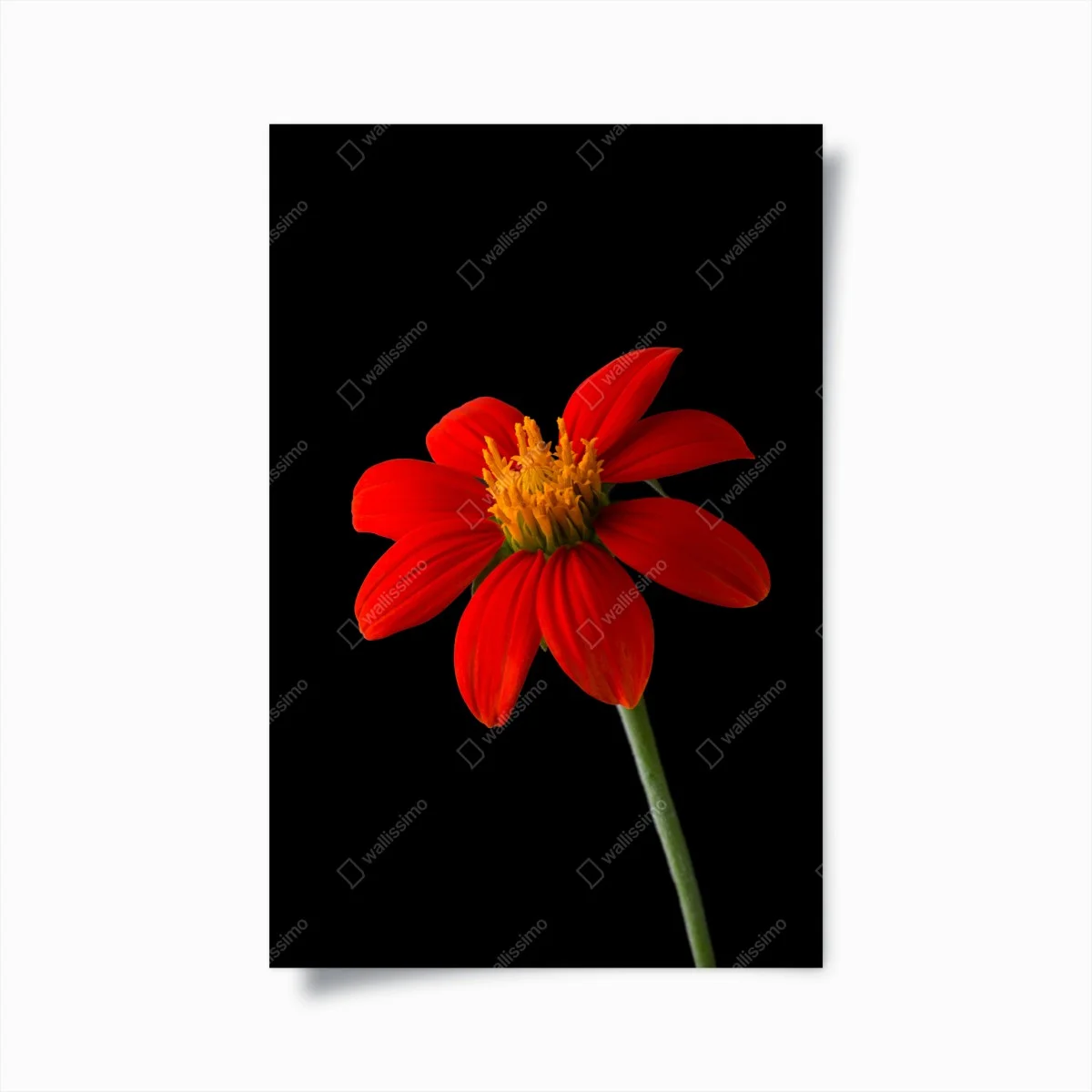 Poster éclat rouge : fleur tropicale sur fond noir – Wallnifity® Poster éclat rouge : fleur tropicale sur fond noir – Wallnifity®