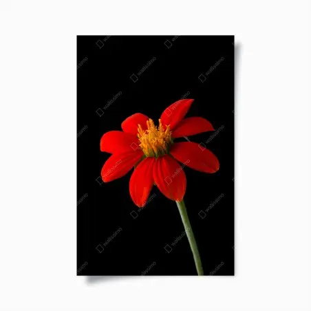 Poster éclat rouge : fleur tropicale sur fond noir – Wallnifity®