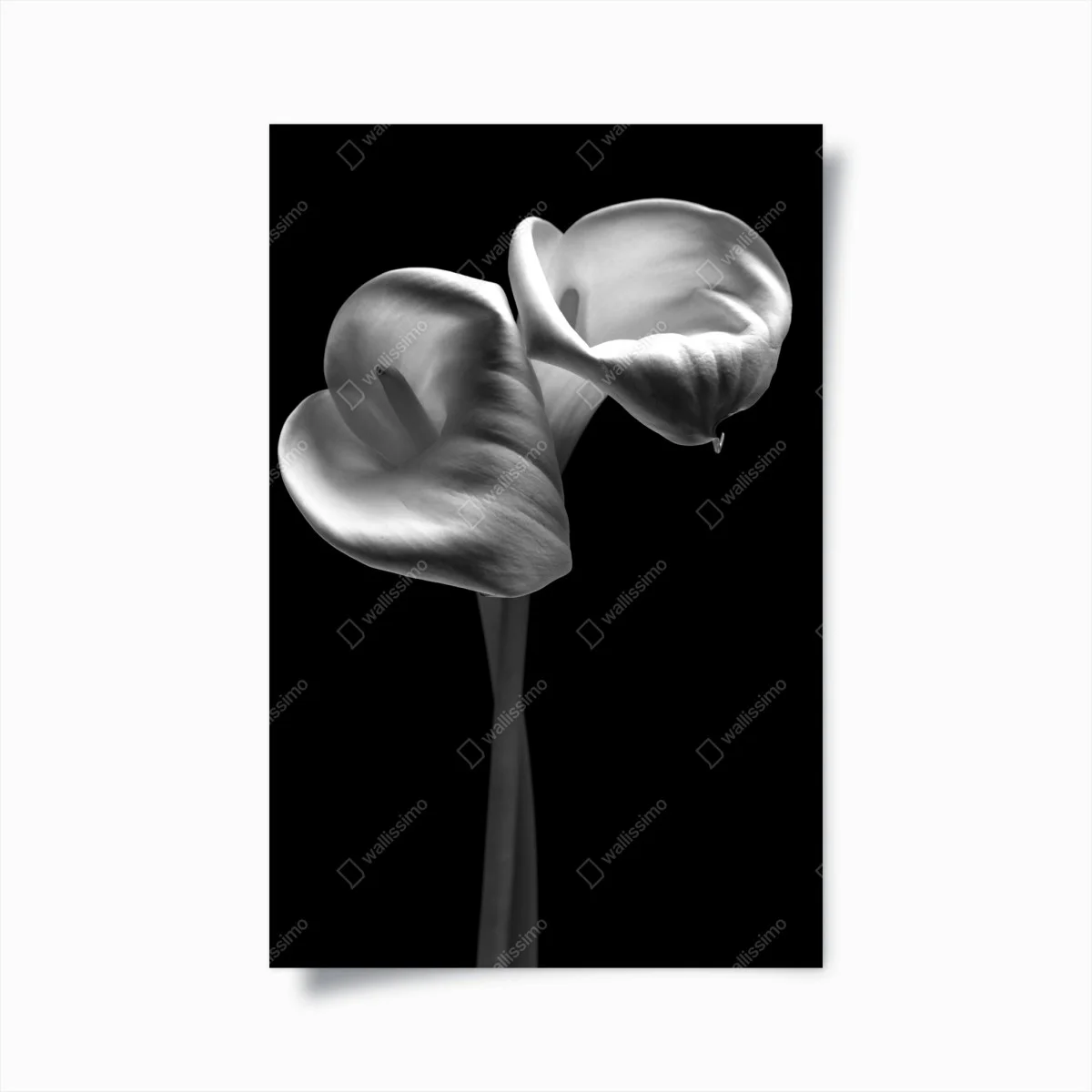 Poster danse élégante d'arums en noir et blanc – Wallnifity® Poster danse élégante d'arums en noir et blanc – Wallnifity®
