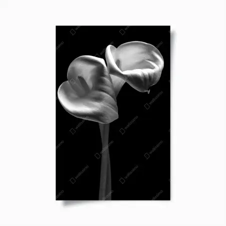 Poster danse élégante d'arums en noir et blanc – Wallnifity®