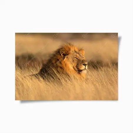 Poster regard du roi de la savane – Wallnifity®