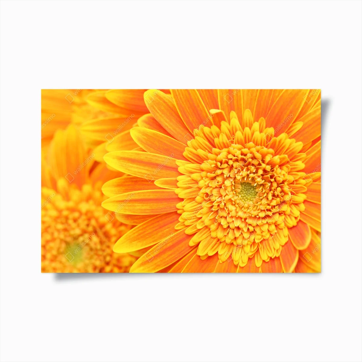Poster gros plan gérbera orange éclatant – Wallnifity® Poster gros plan gérbera orange éclatant – Wallnifity®