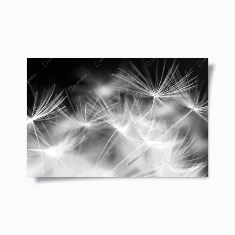 Posters – Wallnifity®