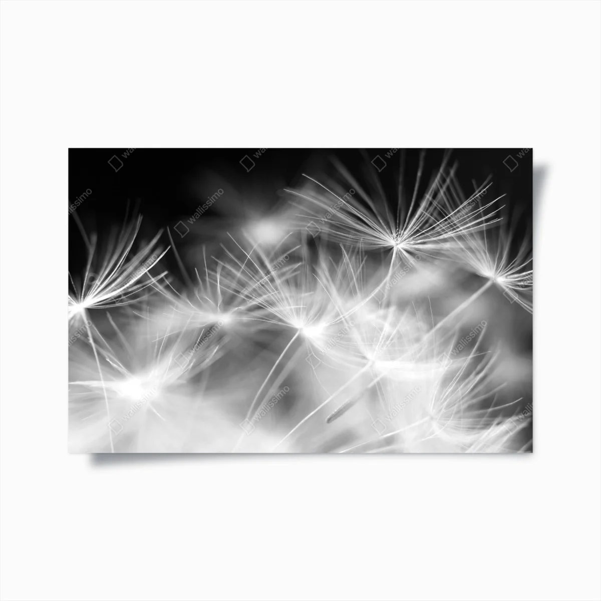 Poster souffle de pissenlit en gros plan – Wallnifity® Poster souffle de pissenlit en gros plan – Wallnifity®