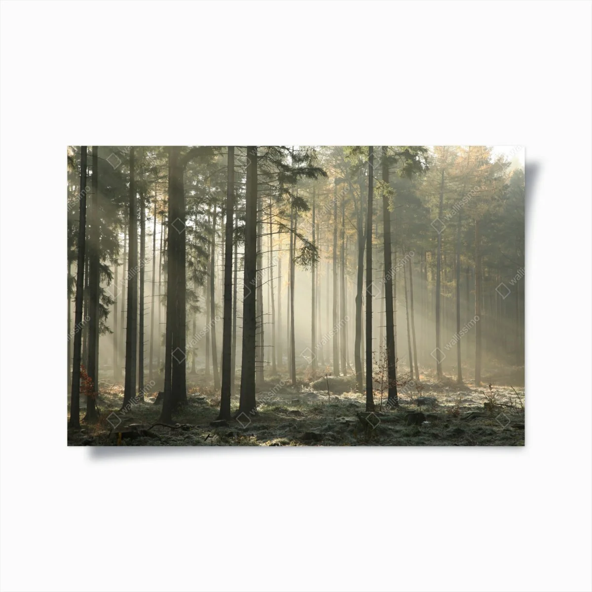 Poster forêt brumeuse et lumière matinale – Wallnifity® Poster forêt brumeuse et lumière matinale – Wallnifity®