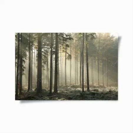 Poster forêt brumeuse et lumière matinale – Wallnifity®