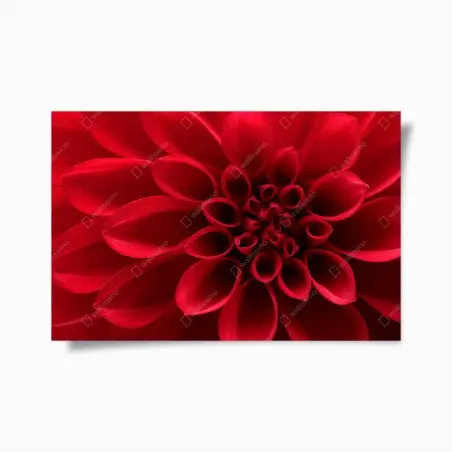 Poster élégance du dahlia rouge – Wallnifity®