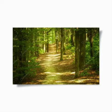 Poster sentier en forêt baigné de lumière – Wallnifity®
