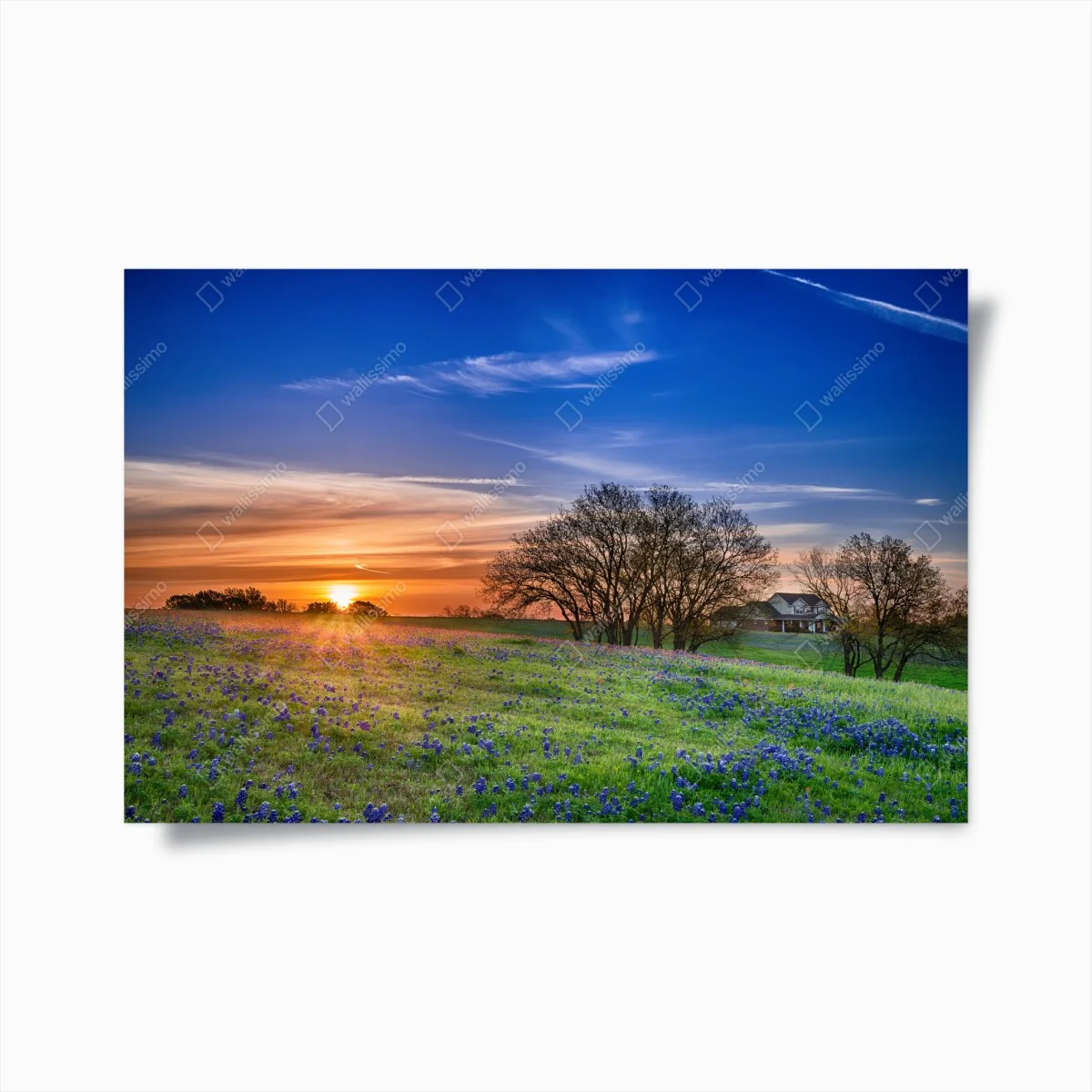 Poster champ de bluebonnets du Texas au lever du soleil – Wallnifity® Poster champ de bluebonnets du Texas au lever du soleil – Wallnifity®